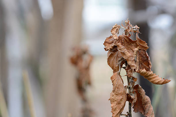 Signs fiddle leaf Fig need more light