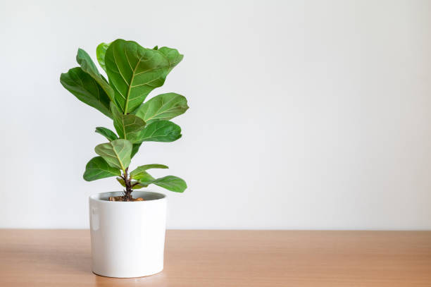 Best Light for Fiddle Leaf Fig: A Complete Guide to Keep It Thriving